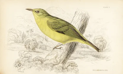 Jawajskie oko białe, Zosterops flavus (żółte oko białe, Zosterops flava). Ręcznie kolorowana stalowa rycina autorstwa Williama Lizarsa według Williama Swainsona z Naturalist