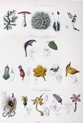 Metoda Jussieu, ok. 1850 r. (rycina)