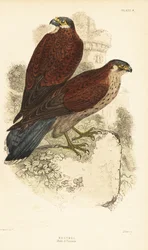 Pustułka, samiec i samica, Falco tinnunculus, przed ruiną 1889 (rycina)