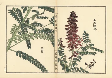 Kouka lub kujin, Sophora flavescens. Korzeń używany w medycynie chińskiej jako ku shen. Ręcznie kolorowany drzeworyt autorstwa Kono Bairei z Kusa Bana Hyakushu (Sto odmian kwiatów), Tokio, Yamada
