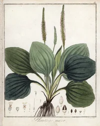 Large Plantain lub Plantain Major (lub Plantain of Birds) - litografia autorstwa F. Guimpela, zaczerpnięta z botaniki medycznej Friedricha Gottloba Haynesa (1763-1832), Berlin