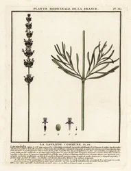 Lawenda, Lavandula angustifolia.