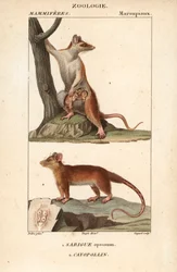 Le sarigue ou opossum et le cayopollin - Eau forte autorstwa Jeana Gabriela Pretre