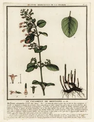 Kalamin pospolity, Clinopodium nepeta.