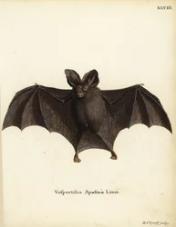Nietoperz fałszywa wampirzyca, Megaderma spasma. Vespertilio spasma Linn. Ręcznie kolorowany miedzioryt autorstwa Hermanna Jakoba Tyroffa z ilustracji Johanna Christiana Daniela Schrebera "Animal Illustrations after Nature, or Schreber