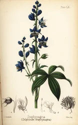 Ostróżka, Delphinium staphisagria (Delphinium staphysagria). Ręcznie kolorowana litografia autorstwa Charlotte Caroline Sowerby z Flora Homeopathica Edwarda Hamiltona, Bailliere, Londyn