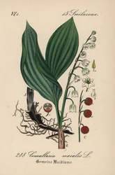 Konwalia majowa, Convallaria majalis. Ręcznie kolorowana litografia z Flory Niemiec (Flora von Deutschland) Diedericha von Schlechtendala, Jena