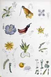 System lniany, ok. 1850 r. (rycina)