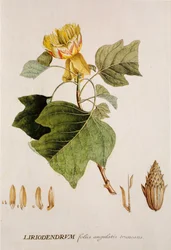 Liriodendron tulipifera / Tulipier / Tulipanowiec