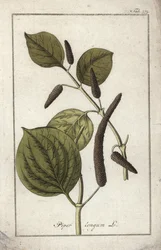 Naczynie z długim pieprzem (Piper longum). Litografia z "Afbeelding der Artseny-Gewassen" Johannesa Zorna (1739-1799), Holandia