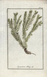 Lycopod w maczugach lub likopod lekarski (Lycopodium clavatum). Litografia z "Afbeelding der Artseny-Gewassen" autorstwa Johannesa Zorna (1739-1799), Holandia