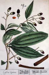 Cynamonowiec malabarski