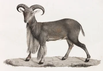 Ssaki: barbarzyńska owca