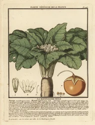 Mandragora, Mandragora officinalis.