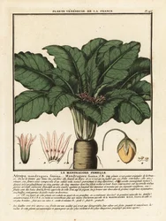 Mandragora, Mandragora officinalis.