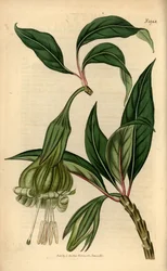 Markea viridiflora (Solandra viridiflora). Ręcznie kolorowany miedzioryt z magazynu botanicznego Samuela Curtisa, Londyn