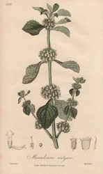 Marrubium vulgare (Marrubium vulgare) - Silna woda autorstwa Williama Clarke