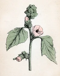 Prawoślaz lekarski (Althaea officinalis) (White Mallow) (prawoślaz lekarski, malwa błotna) Tabliczka botaniczna z "Atlas colorie des plantes medicinales" Paula Hariota.