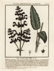 Klarna łąkowa, Salvia pratensis.