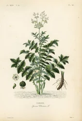 Meadowsweet lub miodówka pitna, Filipendula ulmaria, Spiraea ulmaria, Ulmaire