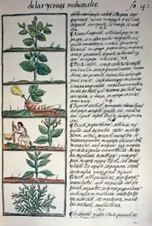 Rośliny lecznicze, tekst w języku nahuati, z faksymile rękopisu General History of Things of New Spain, znanego również jako Kodeks florencki, autorstwa Bernardino de Sahagun