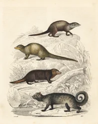 Surykatka, Suricata suricatta 1, szara mangusta indyjska, Herpestes edwardsii 2, kusimans pospolity, Crossarchus obscurus 3 i azjatycka cyweta palmowa, Paradoxurus hermaphroditus 4. Ręcznie kolorowana litografia z Księgi Świata Carla Hoffmanna, Stuttgart