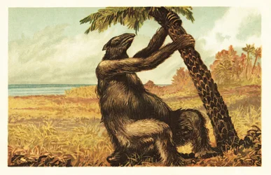 Megatherium americanum ciągnące się na palmie.1908 (litografia)