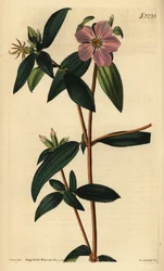 Melastoma osbeckioides. Ręcznie kolorowany miedzioryt Weddella według ilustracji Johna Curtisa z Samuel Curtis