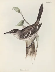 Przedrzeźniacz, Wyspy Galapagos, ok. 1832-1836