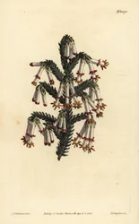 Wrzosowisko monadelficzne, Erica monadelpha