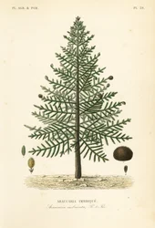 Małpie drzewo puzzle lub sosna chilijska, Araucaria araucana, Araucaria imbricata, Araucaria imbrique