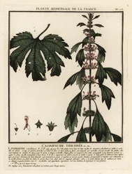 Motherwort, Leonuruscardia.