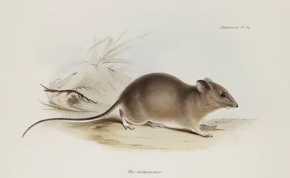 Mysz, Wyspy Galapagos, ok. 1832-1836