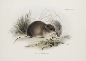Mysz, Ziemia Ognista, Ameryka Południowa, ok. 1832-1836