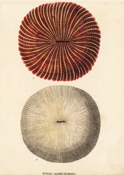 Koralowiec grzybowy, Fungia fungites (Fungia agariciformis). Ręcznie kolorowany staloryt z Galerii Historii Naturalnej Georga Friedricha Treitschke, Naturhistorischer Bildersaal des Thierreiches, Liepzig-1842.