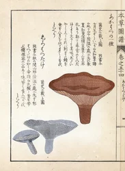 Grzyby: akahatsu lacatire i biały shirohatsudake - japońska grafika autorstwa Kanena Iwasakiego (1786-1842), z Honzo Zufu, ilustrowanego przewodnika po roślinach leczniczych