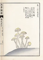 Grzyby: shimeji ashitaka - japońska grafika autorstwa Kanena Iwasakiego (1786-1842), z Honzo Zufu, ilustrowanego przewodnika po roślinach leczniczych