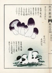 Grzyby: odmiany shimeji (jadalne) - japońska grafika autorstwa Kanena Iwasakiego (1786-1842), z Honzo Zufu, ilustrowanego przewodnika po roślinach leczniczych