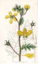 Nasa urens (Hispid loasa, Loasa hispida). Ręcznie kolorowany miedzioryt wykonany przez Swana na podstawie ilustracji Williama Jacksona Hookera z "Botanical Magazine" Samuela Curtisa w Londynie.