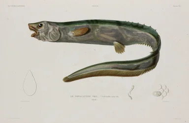 Natacanthus nasus, Islandia, początek XIX wieku