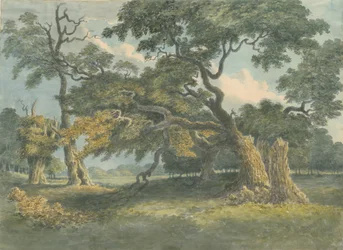 Needwood - Oak Tree: malarstwo akwarela, nd [?XIX wiek]