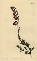 Hermannia pachnąca nocą, Hermannia flammea