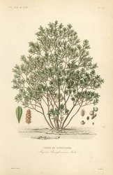 Jagoda północna, Myrica pensylvanica, cirier de pensylivanie