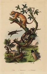 Kuskus pospolity, Phalanger orientalis 3, szybowiec żółtobrzuchy, Petaurus australis 4, szybowiec pióropuszkowaty, Acrobates pygmaeus 5, Peziza fungi 1 i chrząszcz Psygmatocerus wagleri 2