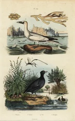 Głuptak północny, Morus bassanus 4, łyska czerwonoczelna, Fulica rufifrons 5, wodorosty Flustra foliacea 1,2 i osa Gasteruption 3