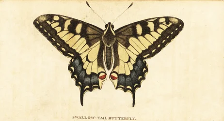 Swallowtail Starego Świata, Papilio machaon., 1800 (grawerowanie)
