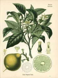 Pomarańcza bergamota, Citrus bergamia. Chromolitografia na podstawie ilustracji botanicznej z książki Hermanna Adolpha Koehlera Rośliny lecznicze, pod redakcją Gustava Pabsta, Koehler, Niemcy.