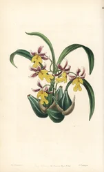 Odmiana storczyka Oncidium - storczyk Oncidium ghiesbreghtianum (język zębowy pana Warnera, Odontoglossum warneri var. purpuratum). Ręcznie kolorowany miedzioryt autorstwa George