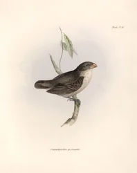 Ornitologia: "Camarhynchus psittaculus or Geospize psittacin" Opis wróblowej autorstwa Karola Darwina (1809-1882) zaobserwowanej podczas jego wyprawy na pokładzie statku Beagle. Plansza z "The zoology of the voyage of H.M.S. Beagle. Flight. III, Ptaki opis