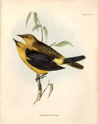 Ornitologia: "Certhidea olivacea" Oliwka Geospize zaobserwowana i opisana przez Karola Darwina podczas jego wyprawy na pokładzie statku Beagle. Plansza z "The zoology of the voyage of H.M.S. Beagle. Flight. III, Ptaki opisane przez Johna Goulda, ze wzmiank